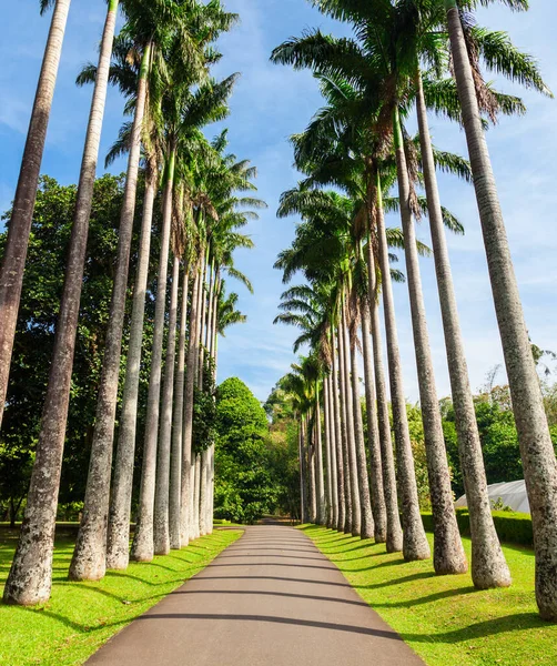 スリランカのキャンディシティの近くに位置するPeradeniyaロイヤル植物園 ペラデニヤ王立植物園はスリランカ最大の植物園です — ストック写真