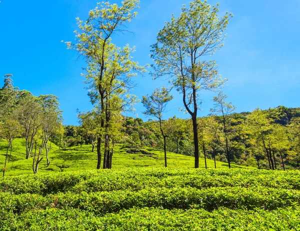 斯里兰卡的Nuwara Eliya茶园 Nuwara Eliya是斯里兰卡茶叶种植和生产最重要的地方 — 图库照片