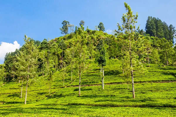 Nuwara Eliya Nın Sri Lanka Daki Çay Çiftliği Nuwara Eliya — Stok fotoğraf