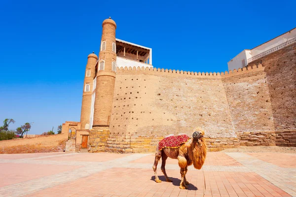 Cammello Presso Arca Bukhara Antica Fortezza Massiccia Situata Nella Città — Foto Stock