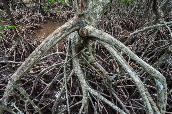 Mangrovový Les Poblíž Nida Ostrov Palawan Filipínách — Stock fotografie