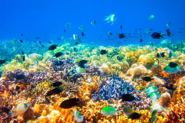 산호초 — 스톡 사진