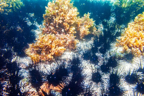 水底珊瑚礁及海胆热带景观 — 图库照片