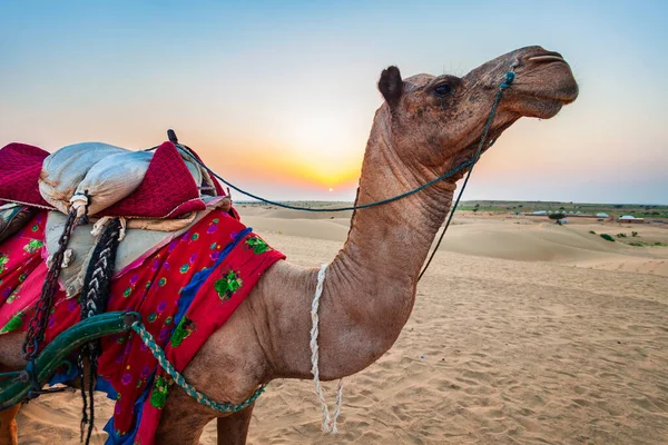 Camelo Beleza Deserto Pôr Sol — Fotografia de Stock