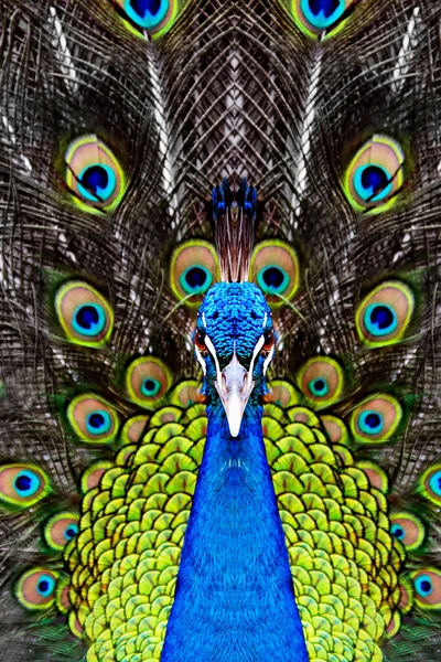 Pavo real — Foto de Stock