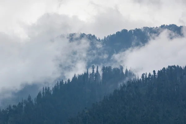 Árboles en la niebla — Foto de Stock