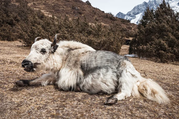 Yak et montagnes — Photo