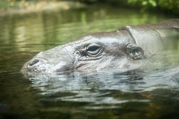 El hipopótamo común — Foto de Stock