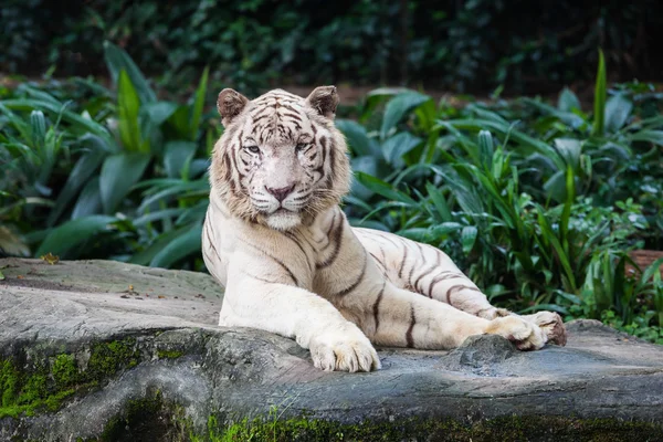 Η Λευκή τίγρη — Φωτογραφία Αρχείου