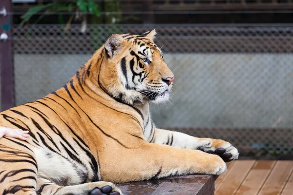 Tigre — Fotografia de Stock