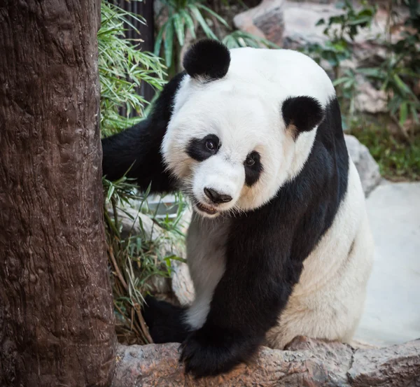 Дуже велика панда — стокове фото
