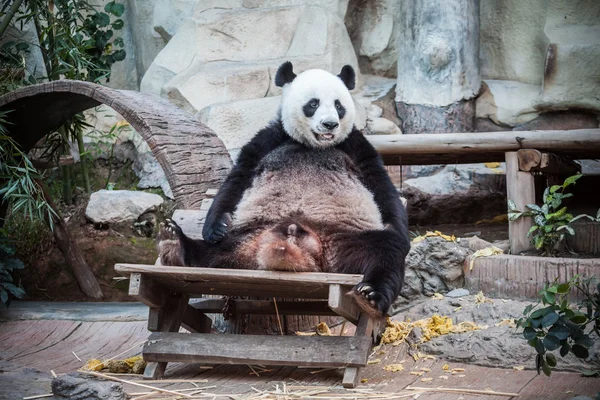 Очень большая панда — стоковое фото