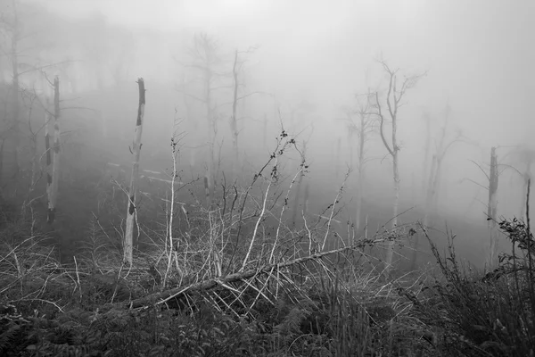 Árboles en la niebla — Foto de Stock