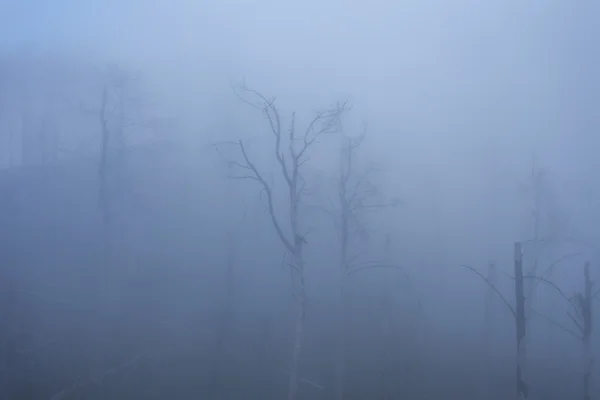 Les arbres dans le brouillard — Photo