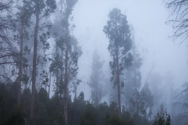 Bäume im Nebel — Stockfoto