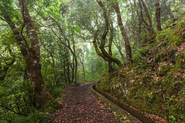 Fantasy forest, eiland Madeira — Stockfoto