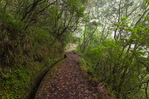 환상 숲, 마데이라 섬 — 스톡 사진