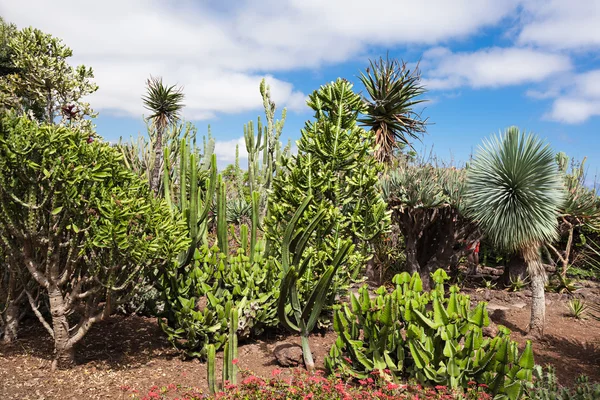 Botanical Gardens Madeira — Stock Photo, Image