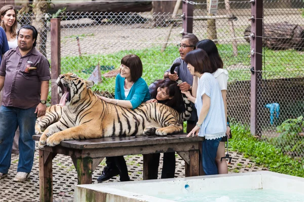 Tiger kungariket — Stockfoto