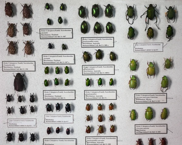 World Insect Museum — Stock Photo, Image