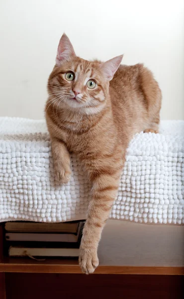 Junge hübsche Katze — Stockfoto