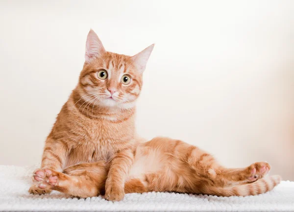 Jovem gato adorável — Fotografia de Stock