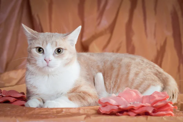 Joven precioso gato —  Fotos de Stock