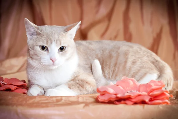 Joven precioso gato —  Fotos de Stock