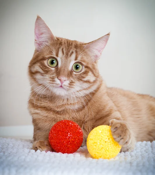 Joven precioso gato — Foto de Stock