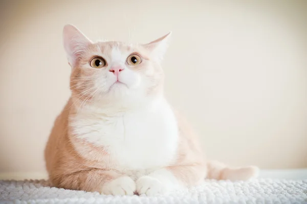Joven precioso gato — Foto de Stock