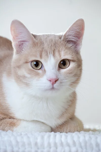 Genç güzel kedi — Stok fotoğraf