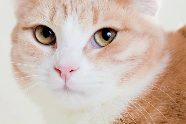 Junge hübsche Katze — Stockfoto