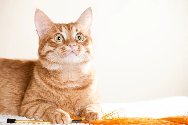 Joven precioso gato — Foto de Stock