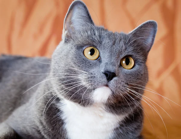 Joven precioso gato — Foto de Stock