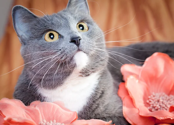 Joven precioso gato — Foto de Stock