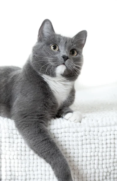 Joven precioso gato — Foto de Stock