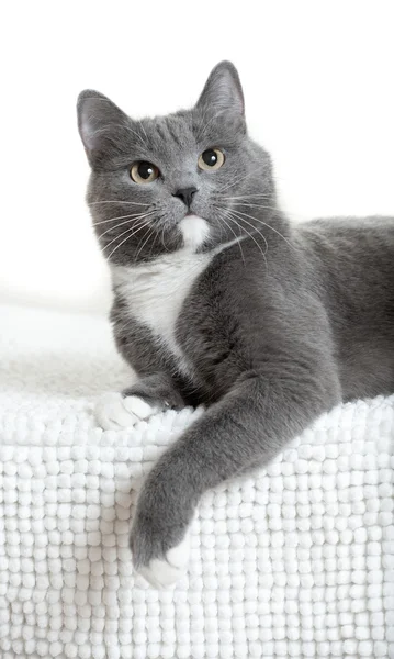 แมวหนุ่มน่ารัก — ภาพถ่ายสต็อก