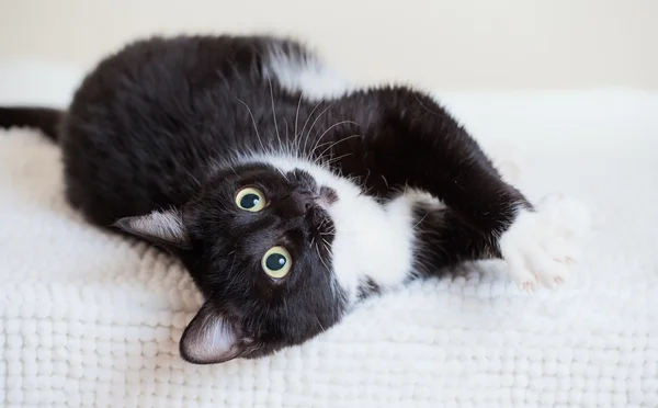 Jovem gato adorável — Fotografia de Stock