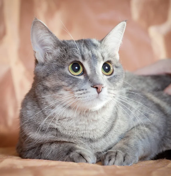 Junge hübsche Katze — Stockfoto