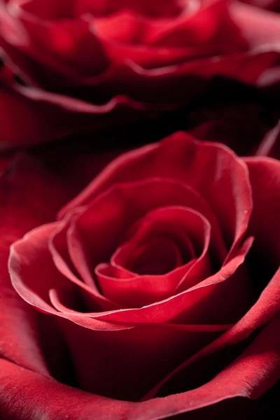红丝绒玫瑰作为激情符号 — 图库照片