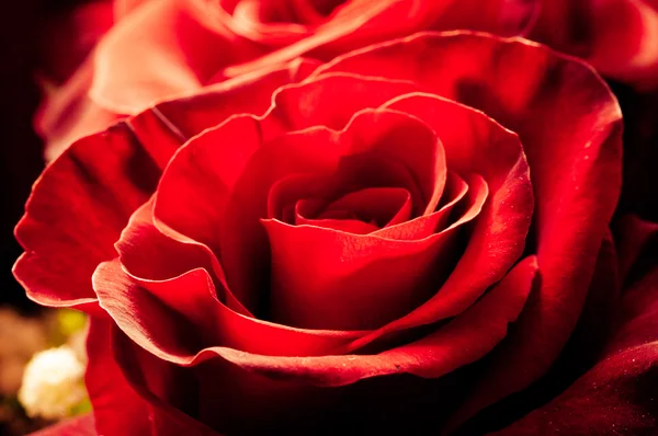 Red velvet rose as passion symbol — Stock Photo, Image