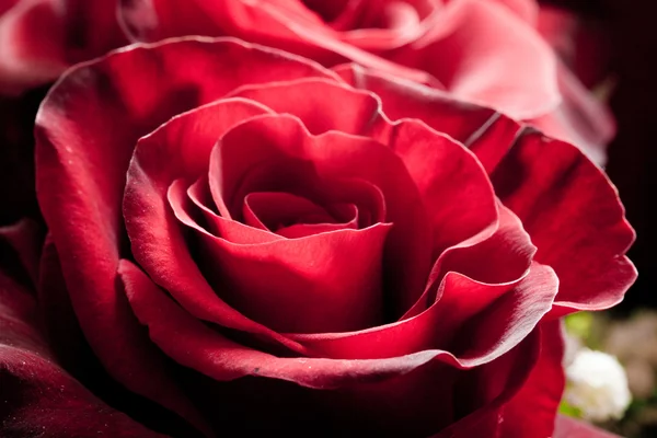 Rosa de veludo vermelho como símbolo da paixão — Fotografia de Stock