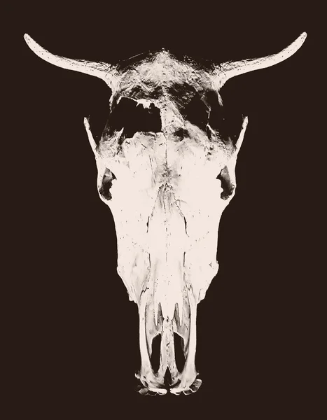 Siyah arka plan üzerine izole kafa kafatası