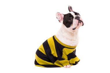 Fransız bulldog köpeği.