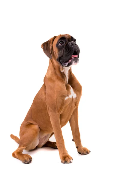 Beautiful boxer puppy — Stock Photo, Image