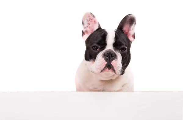 French Bulldog puppy — Stock Photo, Image