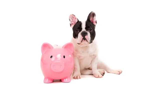 Francia Bulldog, mentése money — Stock Fotó