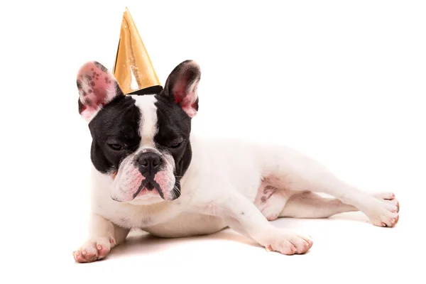 Francese Bulldog cucciolo in cappello festivo — Foto Stock