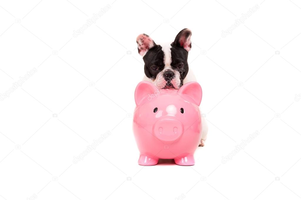 French Bulldog saving money