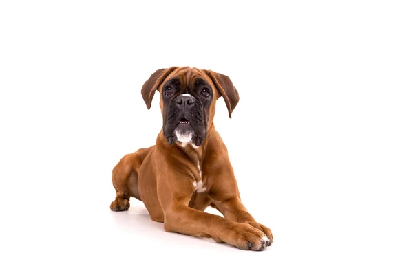 Bonito Boxer Cachorrinho — Fotografia de Stock